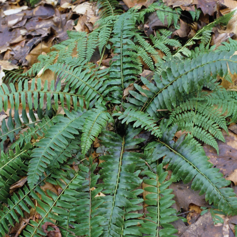 christmas fern indoor plant Christmas Fern