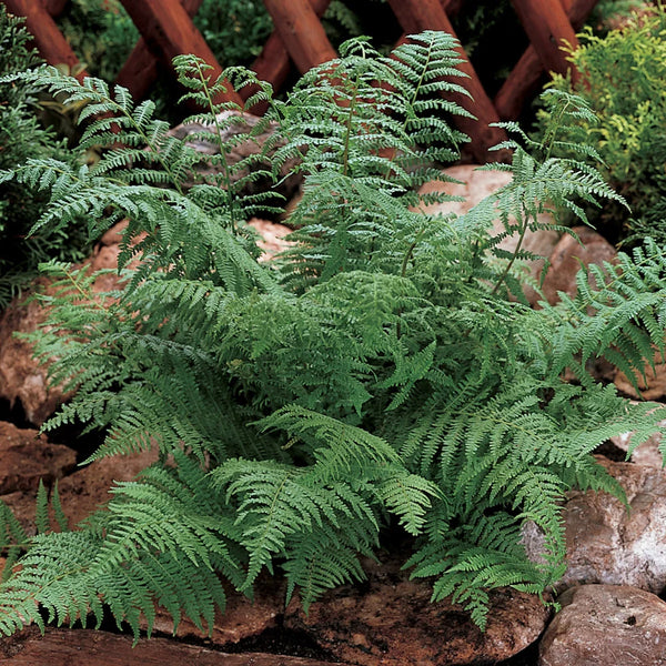 Lady Fern