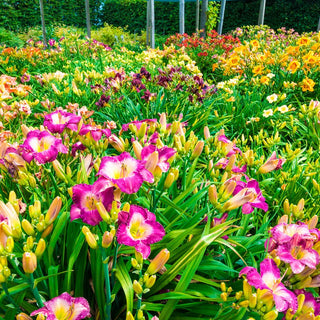 Select Daylily Mixture