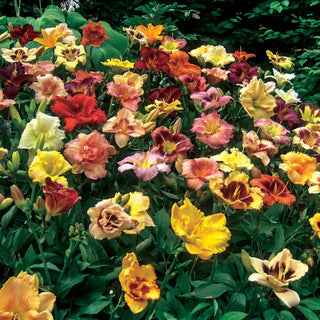 Select Daylily Mixture