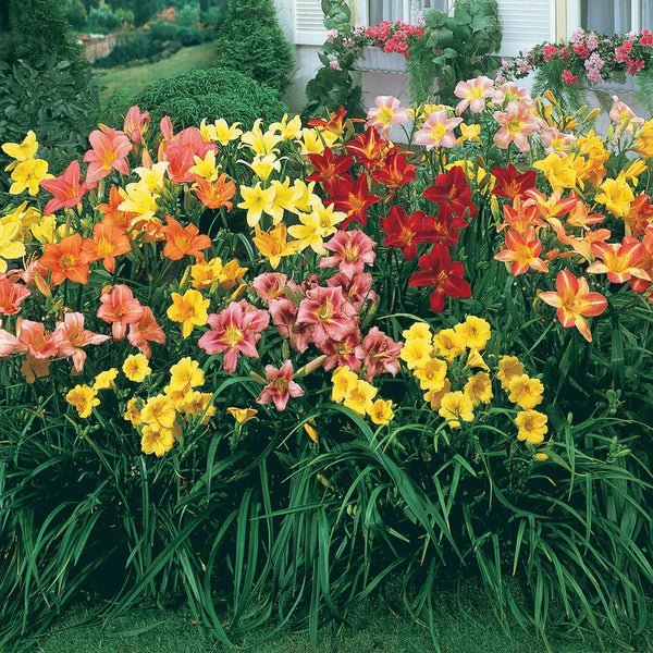 daylily　セット Double Daylily Collection | Delightful Double Daylilies | Oakes