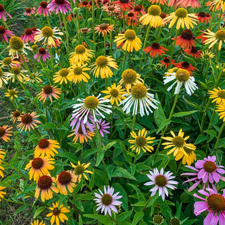 Echinacea Mixed