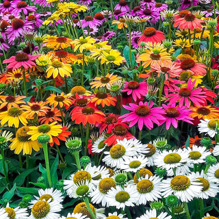 Echinacea Mixed