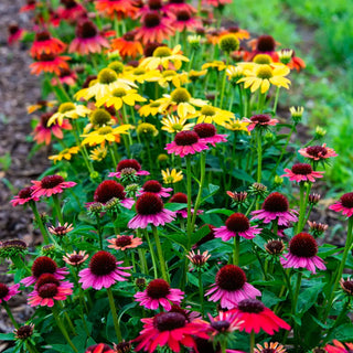 Echinacea Mixed
