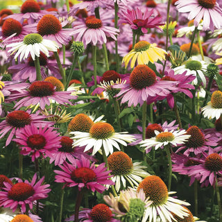 Echinacea Mixed