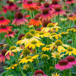 Echinacea Mixed