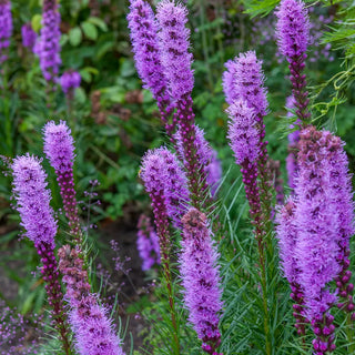 Liatris spicata
