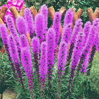 Liatris spicata