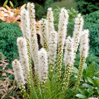 Liatris spicata Floristan Weiss