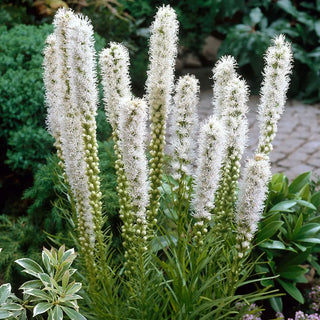 Liatris spicata Floristan Weiss