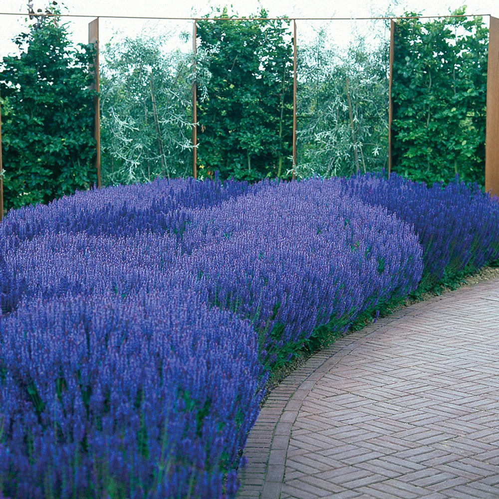 is salvia a lavender plant Salvia nemorosa May Night (Sage)