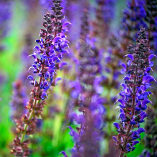 Salvia nemorosa May Night (Sage)