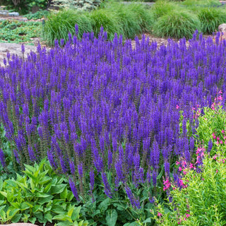 Salvia nemorosa May Night (Sage)
