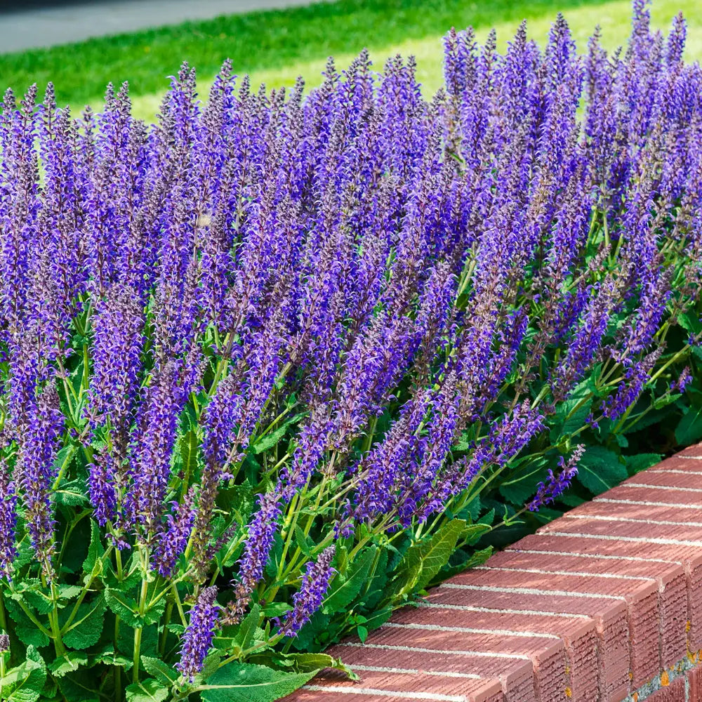 night lavender plant Salvia nemorosa May Night (Sage)
