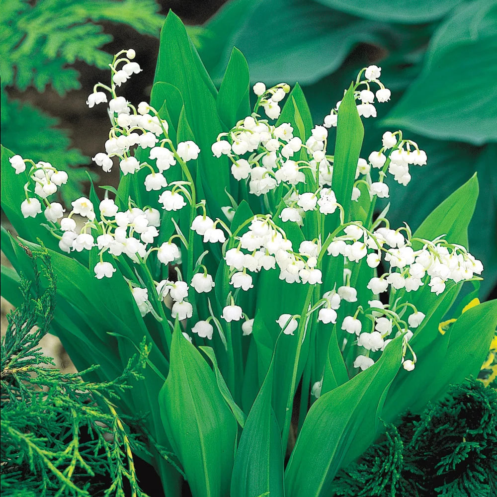 ground lily flower Convallaria majalis (Lily-of-the-Valley)