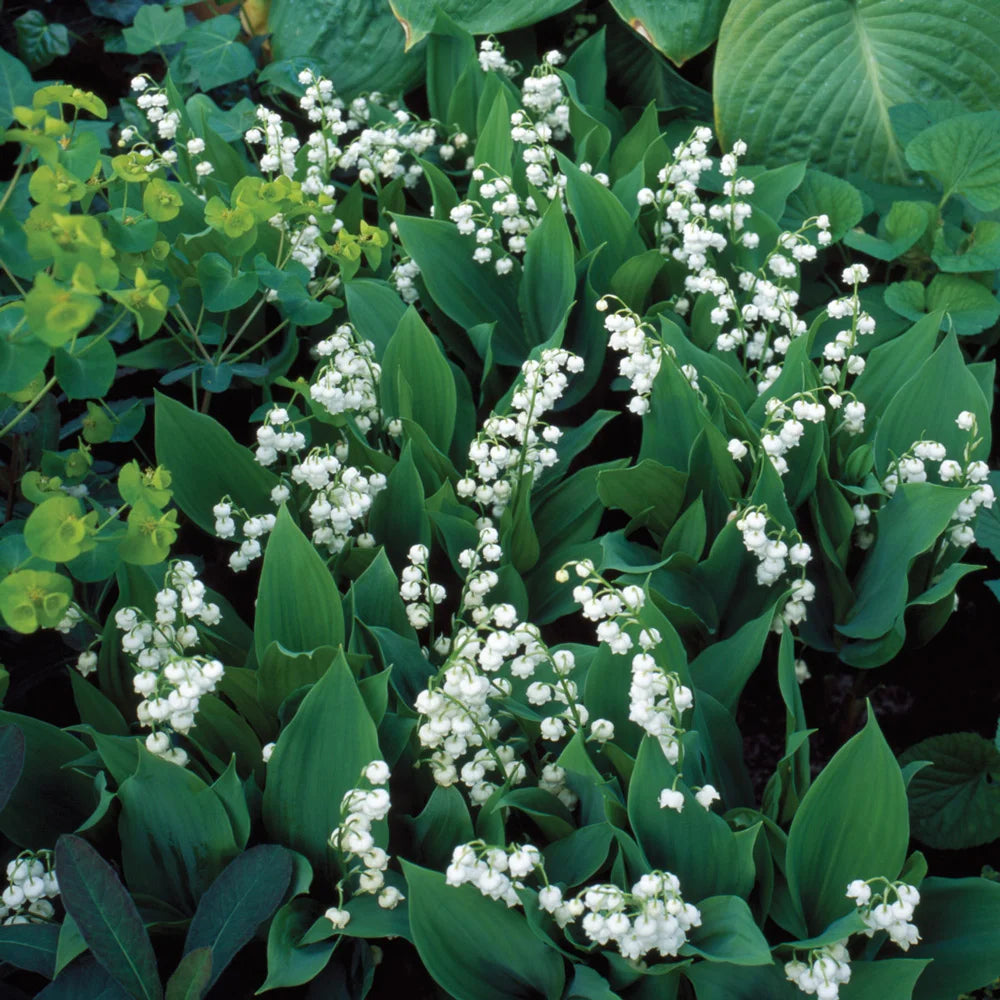 white lily of the valley Convallaria majalis (Lily-of-the-Valley)