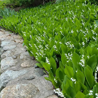 Convallaria majalis (Lily-of-the-Valley)