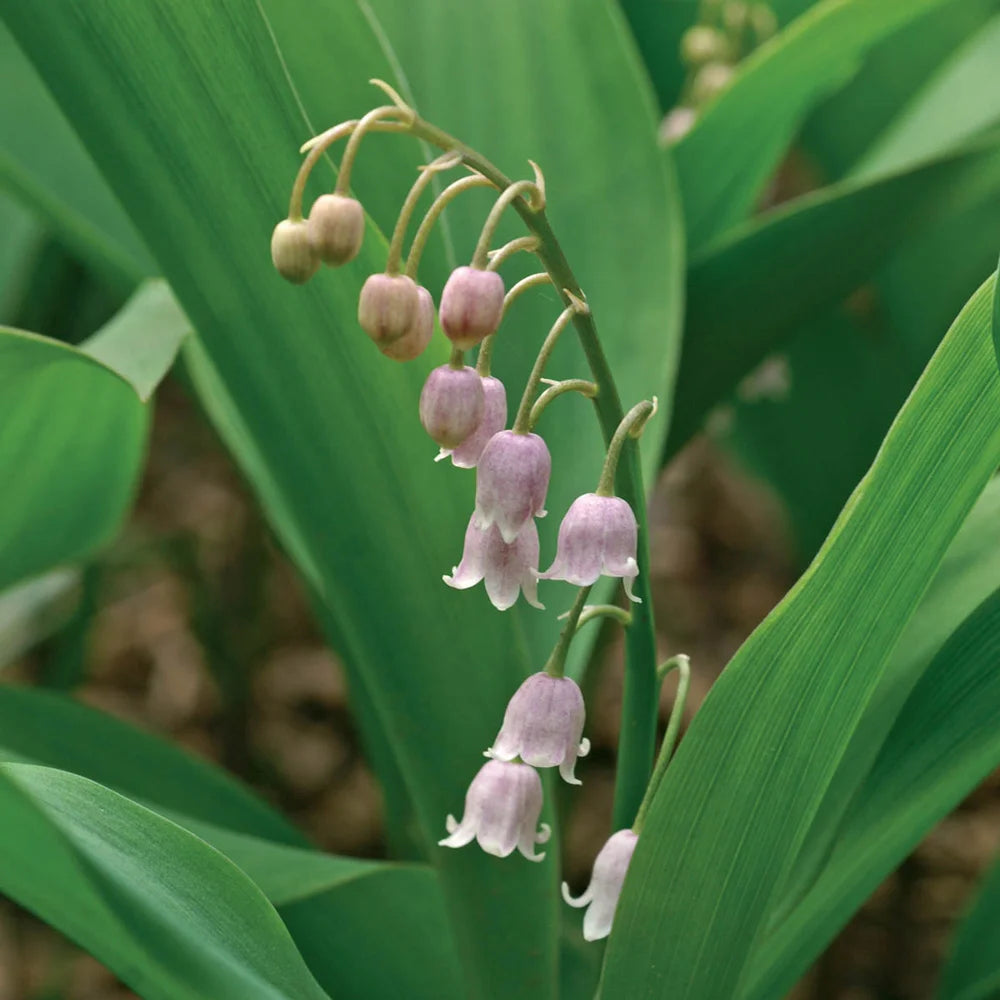 Rizomi Di Mughetto Olandese - 5 Bulbi Radice Nuda, Fioritura Profumata Aprile-Giugno - Foto 12