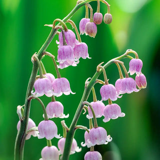 Pink Lily-of-the-Valley
