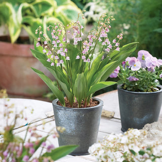 Pink Lily-of-the-Valley