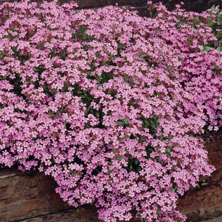 Saponaria ocymoides (Cote d'Azur Pinks)