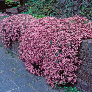 Saponaria ocymoides (Cote d'Azur Pinks)