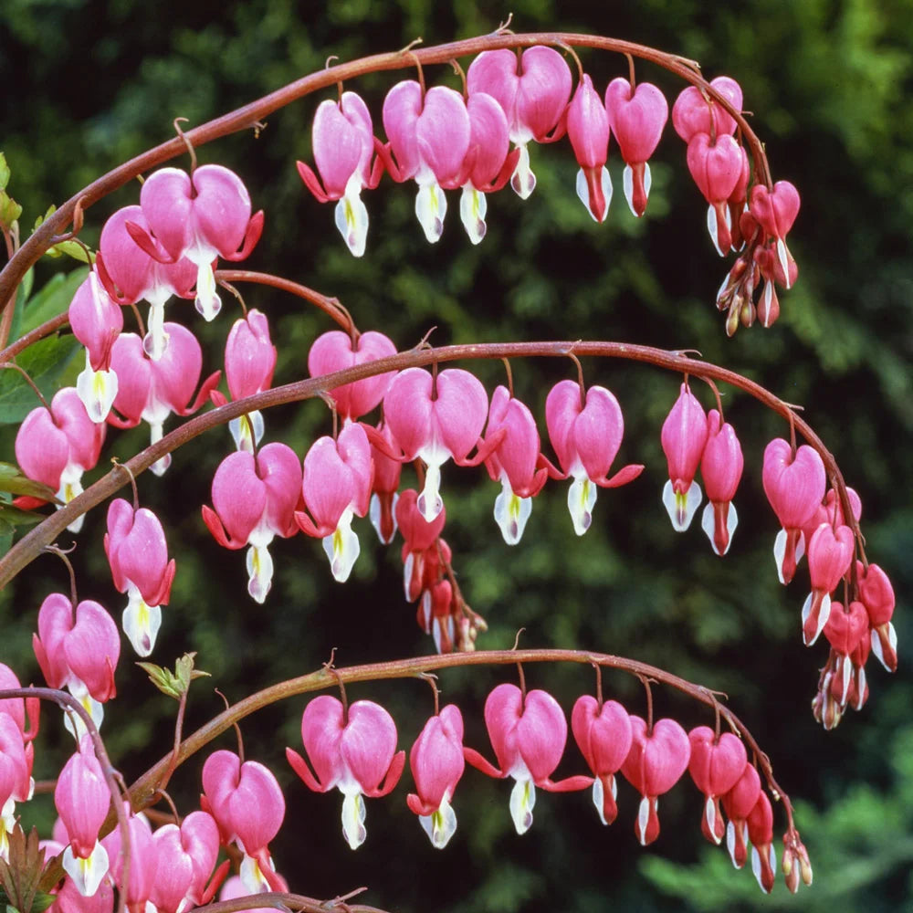 flowering heart succulent Dicentra spectabilis (Bleeding Hearts)