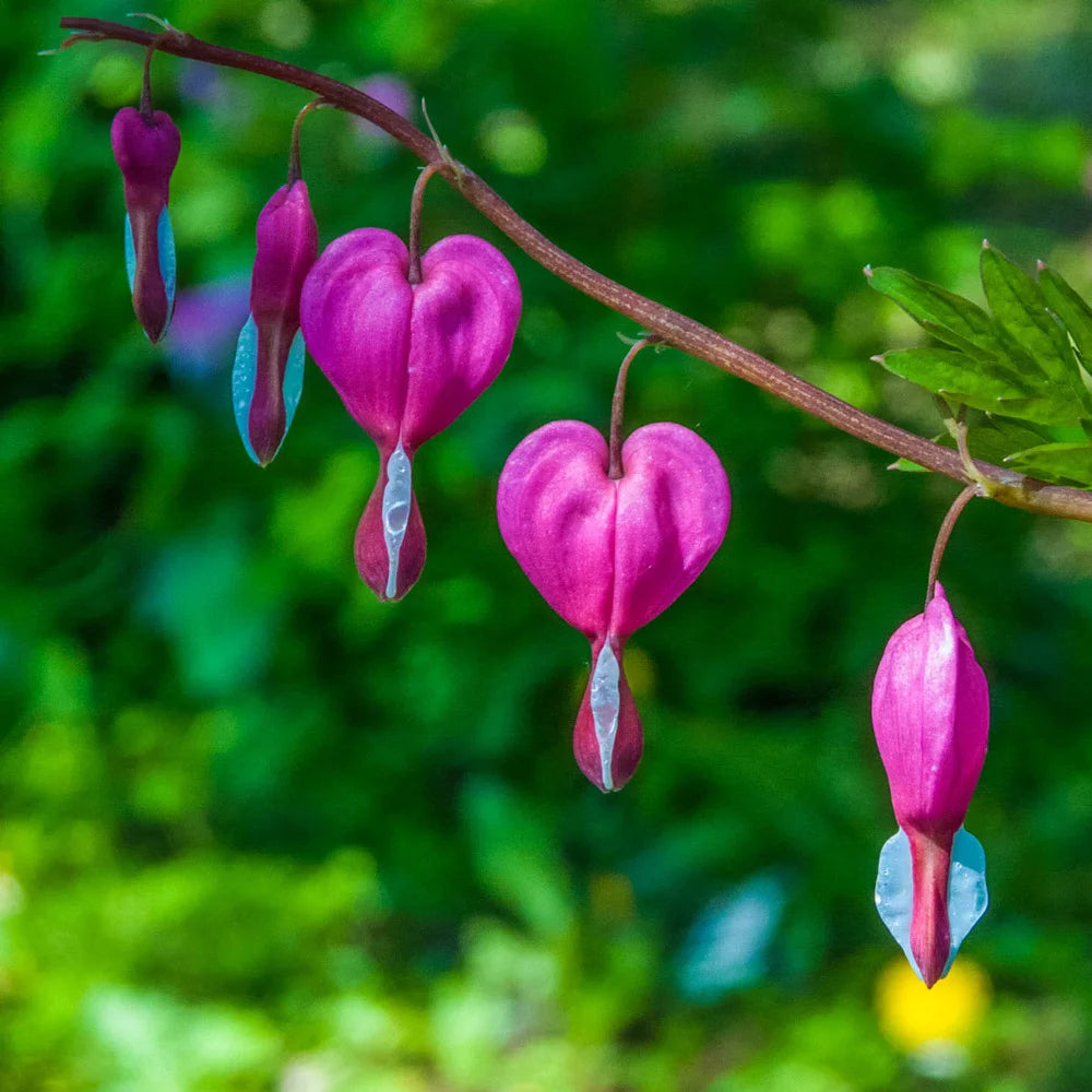 bleeding heart succulent Dicentra spectabilis (Bleeding Hearts)