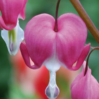 Dicentra spectabilis (Bleeding Hearts)
