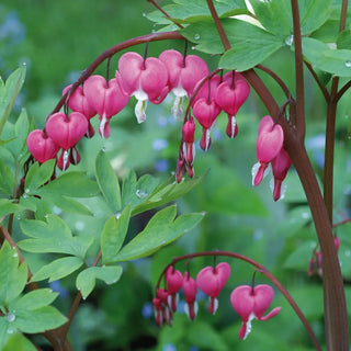 Dicentra spectabilis (Bleeding Hearts)