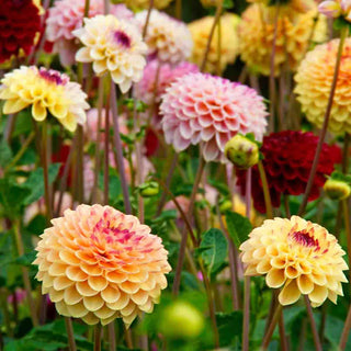 Dahlia Jill Mixed