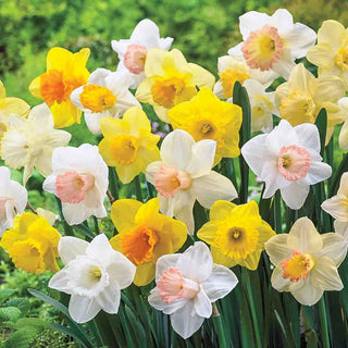 Mixed Trumpet Daffodils for Naturalizing