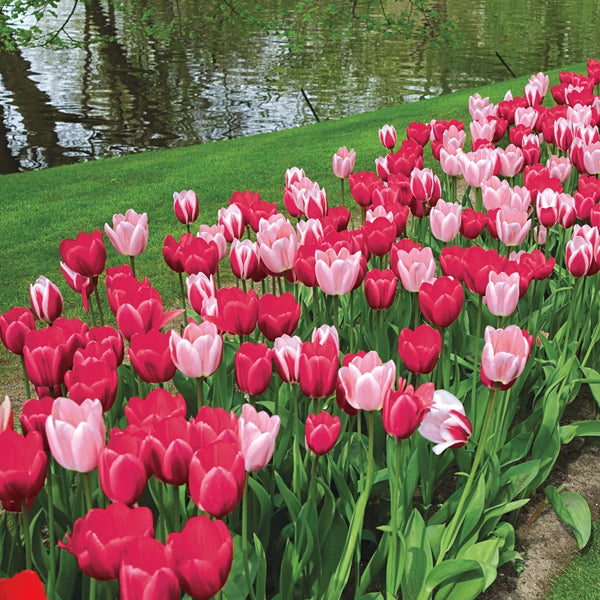 その他 tulip 02863_7ed083e8-0e86-4b65-81a4-