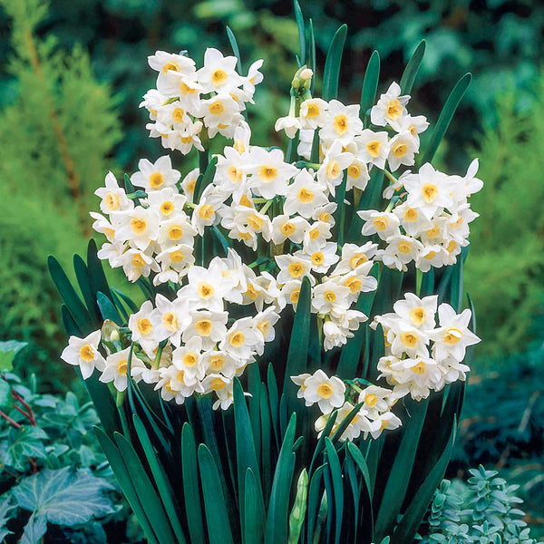 Tazetta Daffodil Grand Primo | K. van Bourgondien