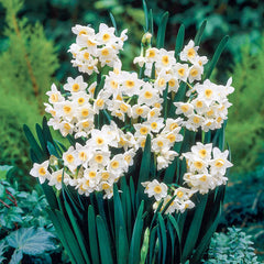 Tazetta Daffodil Grand Primo | K. van Bourgondien