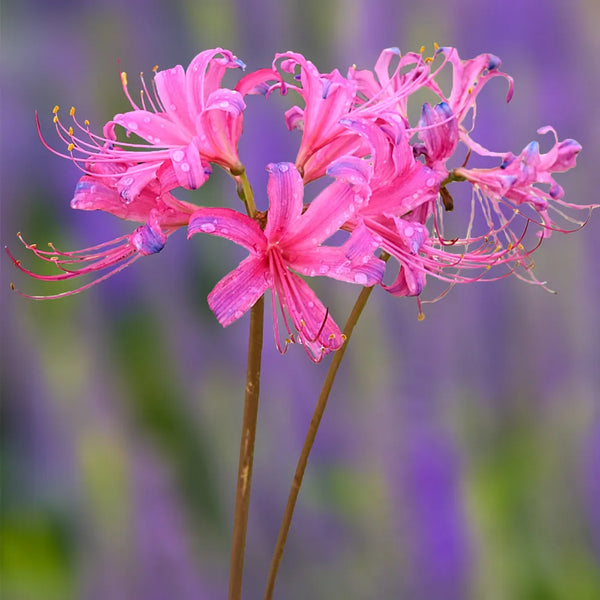 spider lilys Lycoris sprengeri (Electric Blue Spider Lily)