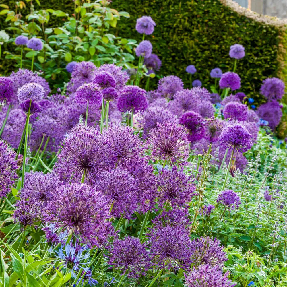 allium potted plant Allium Purple Rain