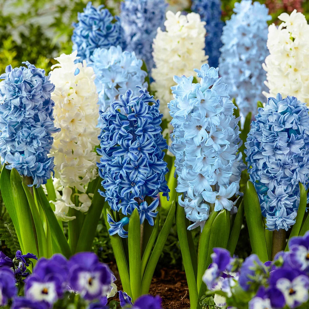blue hyacinth house plant Blue-White Hyacinth Blend