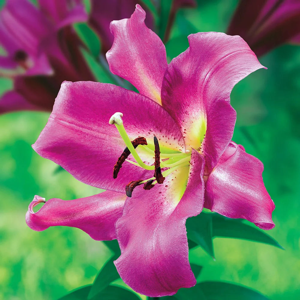 purple lily looking flower Giant Orienpet Lily Purple Lady