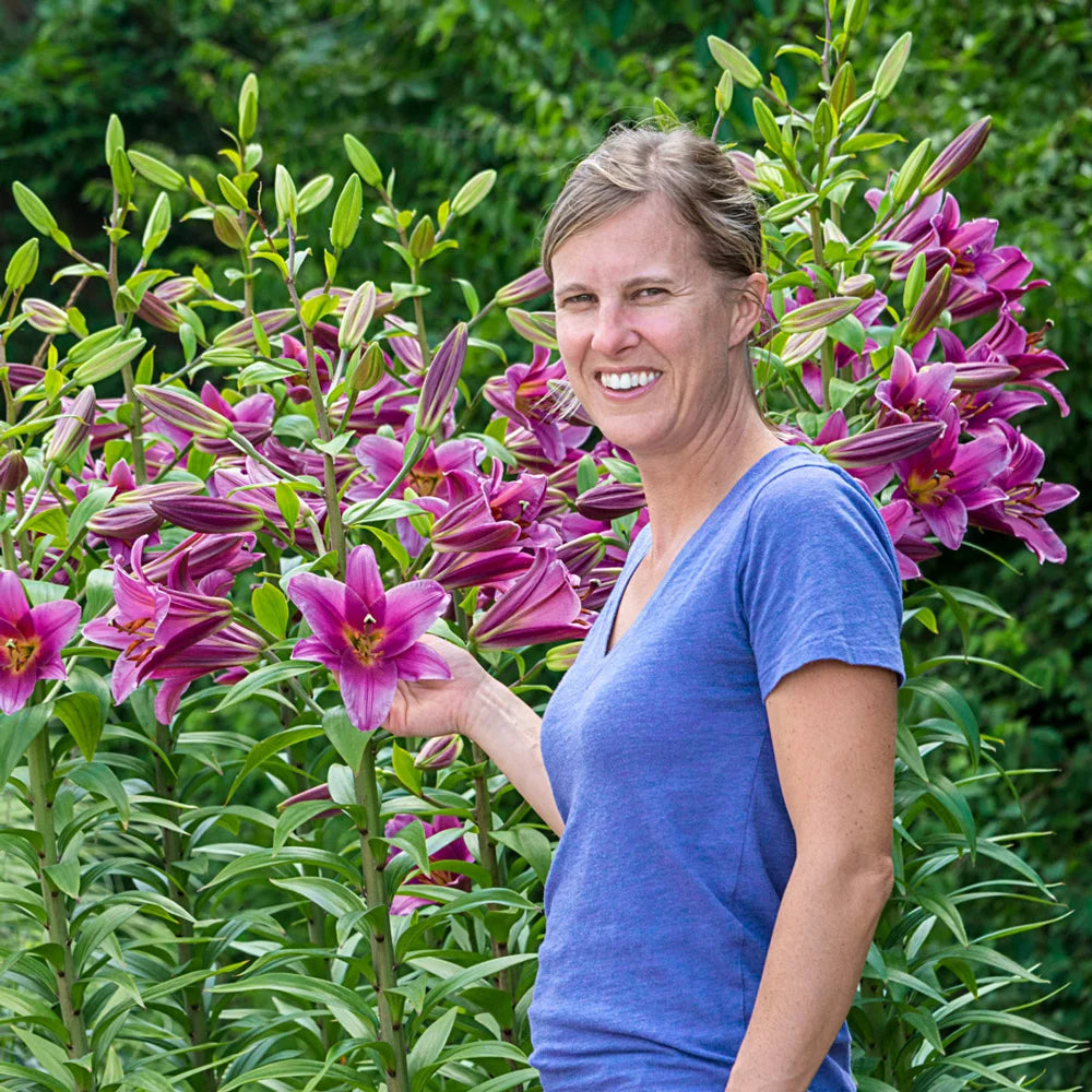 purple lily type flower Giant Orienpet Lily Purple Lady