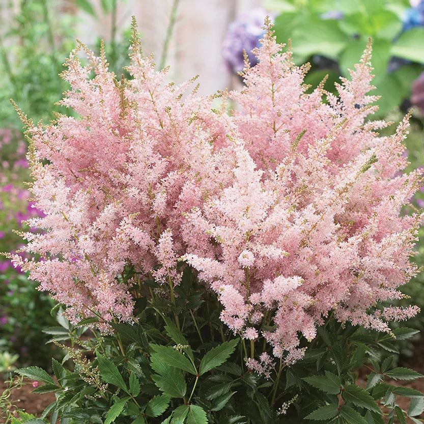 Astilbe Younique Silvery Pink | K. van Bourgondien Astilbe Younique Silvery Pink | K. van Bourgondien