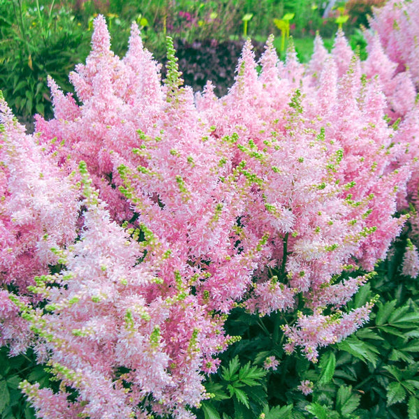 Astilbe Younique Silvery Pink | K. van Bourgondien