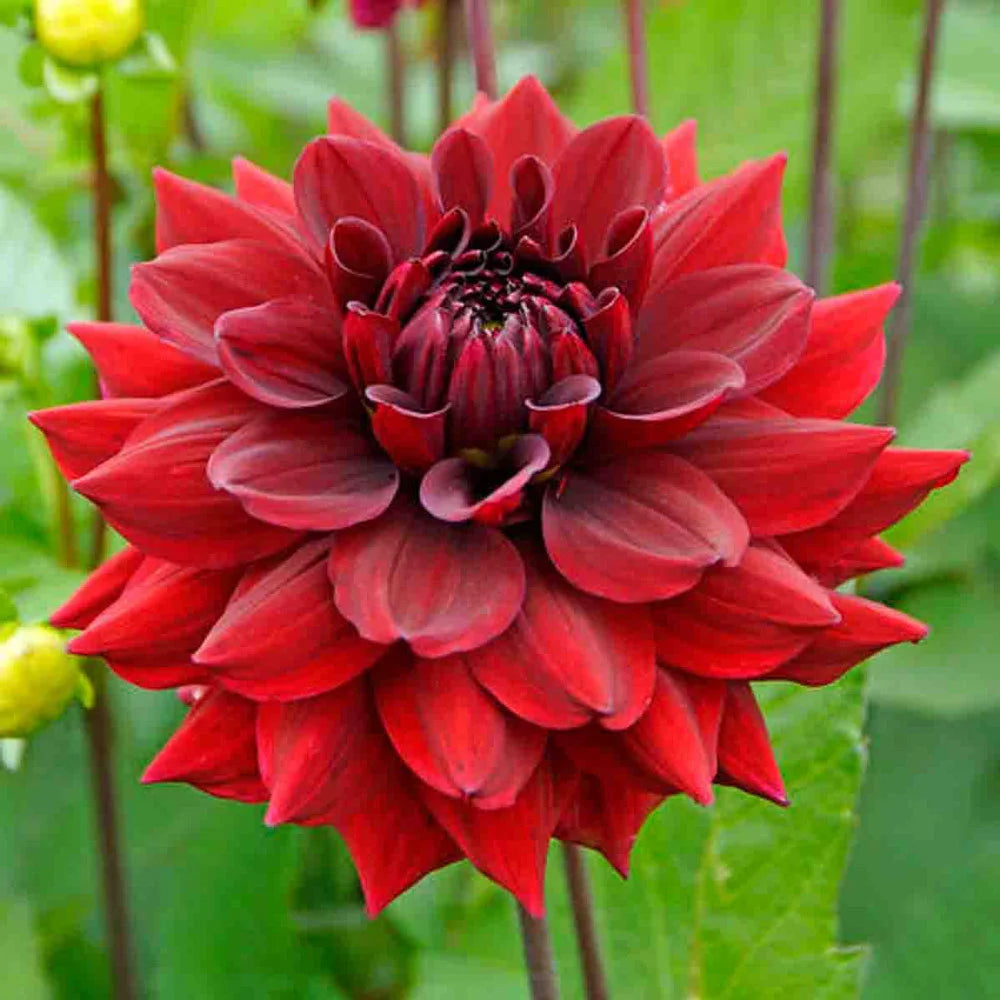 dahlia arabian night seeds Large Decorative Dahlia Arabian Night