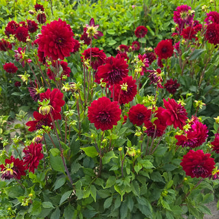 Large Decorative Dahlia Arabian Night