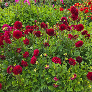 Large Decorative Dahlia Arabian Night