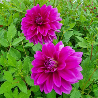 Large Decorative Dahlia Le Baron