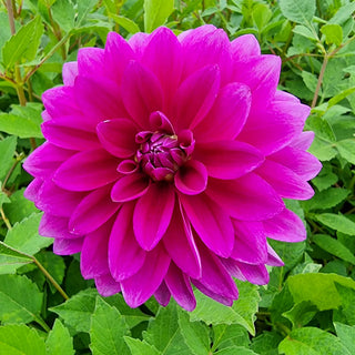 Large Decorative Dahlia Le Baron