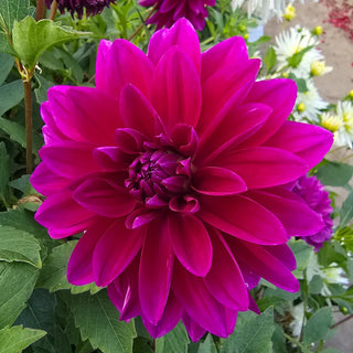 Large Decorative Dahlia Le Baron