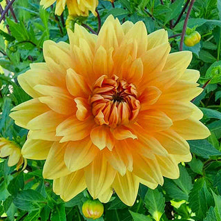 Large Decorative Dahlia Noordwijks Glory