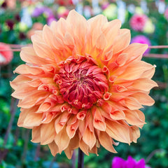 Large Decorative Dahlia Noordwijks Glory | K. van Bourgondien